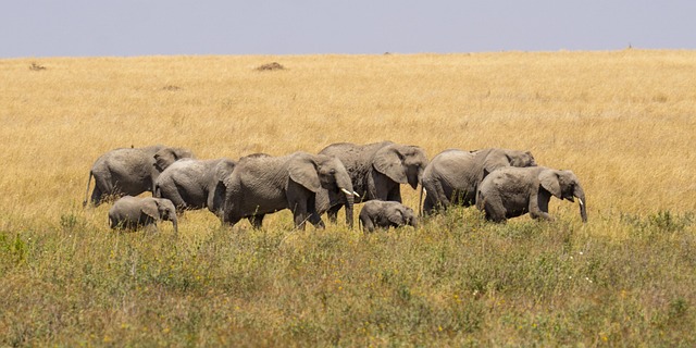 Serengeti, Tanzania
